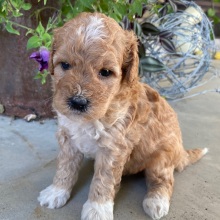 Goldendoodle Puppy Virgil