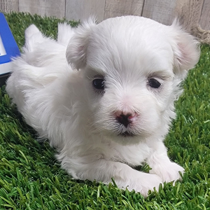 Maltese Puppy Major