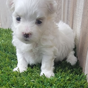 Maltese Puppy Major