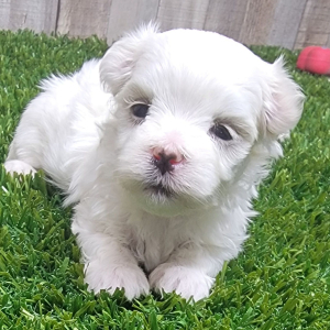 Maltese Puppy Major