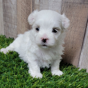 Maltese Puppy Major