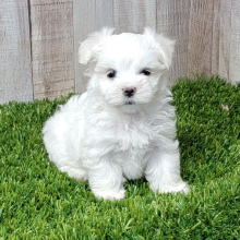 Maltese Puppy Major
