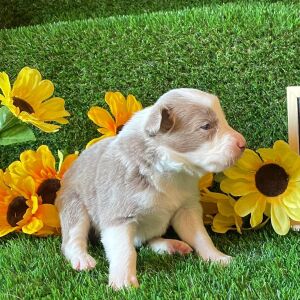 Border Collie Puppy Crumble