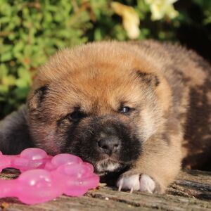 Shiba Inu Puppy Sammy