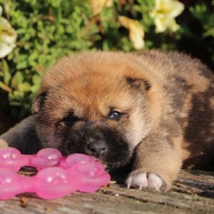 Shiba Inu Puppy Sammy
