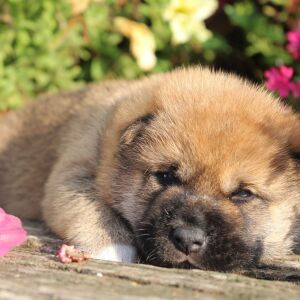 Shiba Inu Puppy Sammy