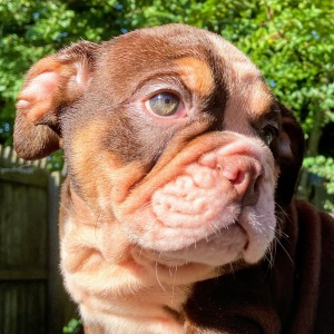 Bulldog Puppy Aston