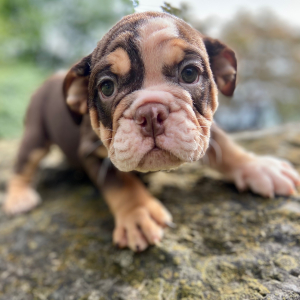 Bulldog Puppy Aston