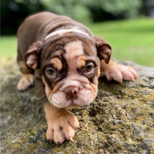 Bulldog Puppy Aston