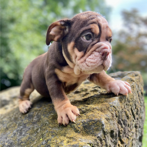 Bulldog Puppy Aston