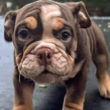 Bulldog Puppy Aston