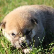 Shiba Inu Puppy Sophie