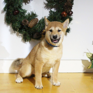 Shiba Inu Puppy Sophie