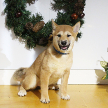 Shiba Inu Puppy Sophie