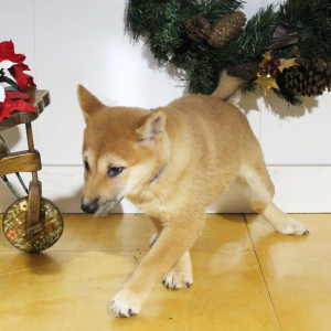 Shiba Inu Puppy Sophie