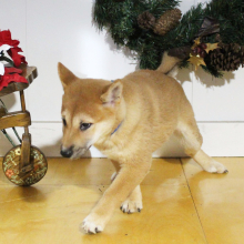 Shiba Inu Puppy Sophie