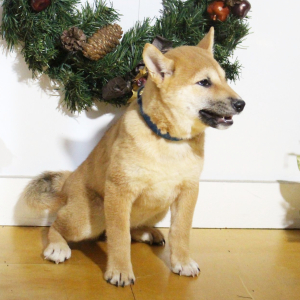 Shiba Inu Puppy Sophie
