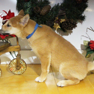 Shiba Inu Puppy Sophie