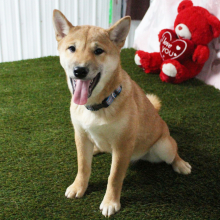 Shiba Inu Puppy Sophie