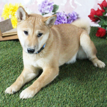 Shiba Inu Puppy Sophie