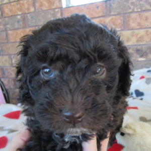 Poodle Puppy Cocoa