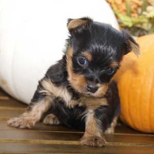 Silky Terrier Puppy Kobe
