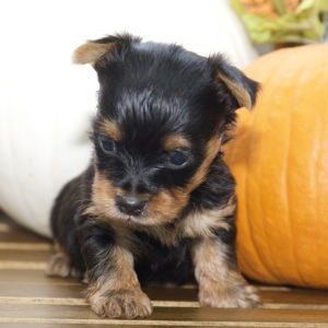 Silky Terrier Puppy Kobe