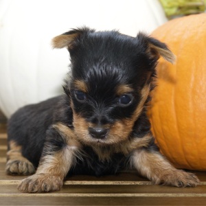 Silky Terrier Puppy Kobe