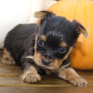 Silky Terrier Puppy Kobe