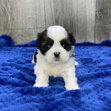 Shih Tzu Puppy Vaughn