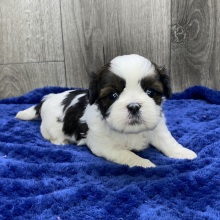 Shih Tzu Puppy Vaughn