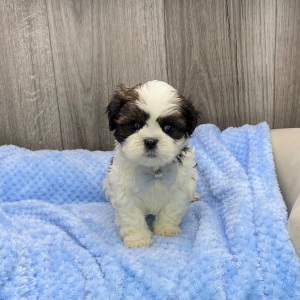 Shih Tzu Puppy Vaughn