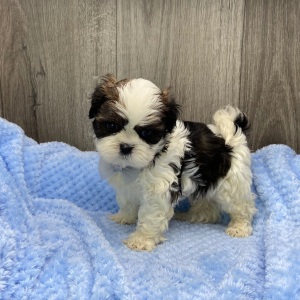 Shih Tzu Puppy Vaughn