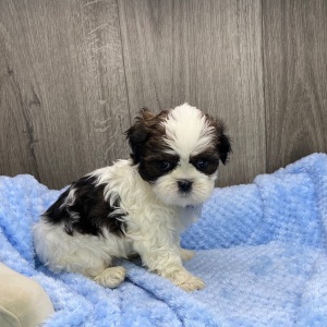 Shih Tzu Puppy Vaughn