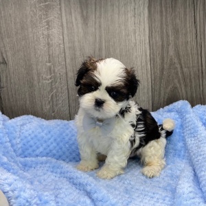 Shih Tzu Puppy Vaughn