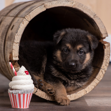 German Shepherd Dog Puppy Libby