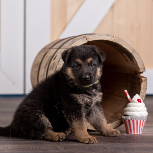 German Shepherd Dog Puppy Libby