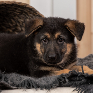 German Shepherd Dog Puppy Libby