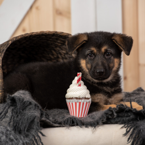 German Shepherd Dog Puppy Libby