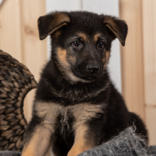 German Shepherd Dog Puppy Libby