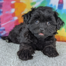 Peekapoo Puppy Dixie