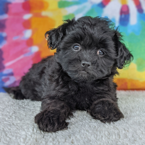 Peekapoo Puppy Dixie