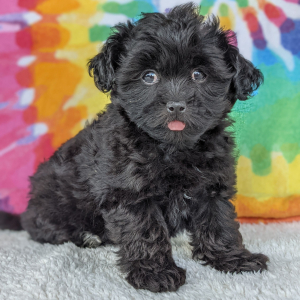 Peekapoo Puppy Dixie