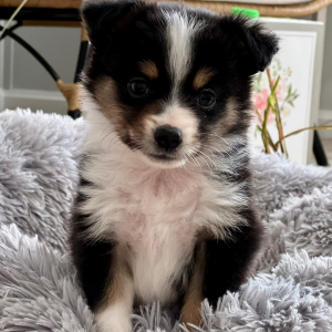 Australian Shepherd Puppy Ace