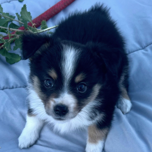 Australian Shepherd Puppy Ace