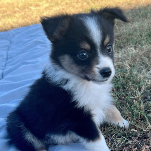 Australian Shepherd Puppy Ace