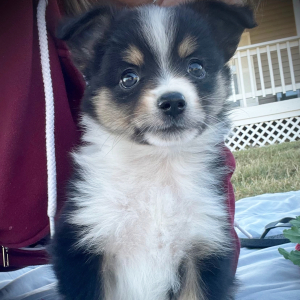 Australian Shepherd Puppy Ace