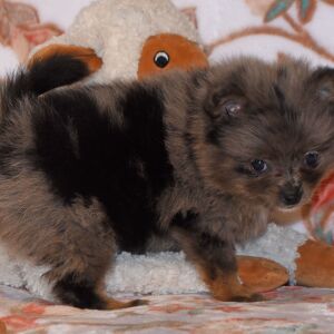 Pomeranian Puppy Precious