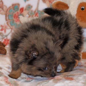 Pomeranian Puppy Precious