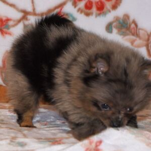 Pomeranian Puppy Precious
